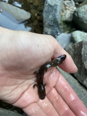 Dicamptodon tenebrosus