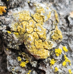 Candelariella efflorescens