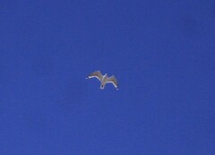 Leucophaeus pipixcan