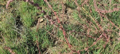 Amaranthus fimbriatus