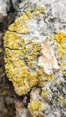 Candelariella efflorescens