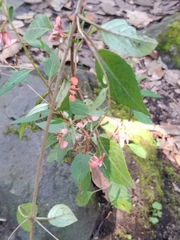 Lopezia racemosa