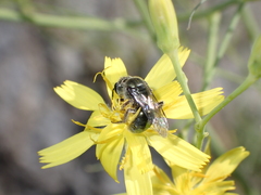 Lasioglossum viride