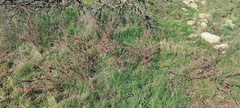 Amaranthus fimbriatus
