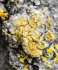 Candelariella efflorescens