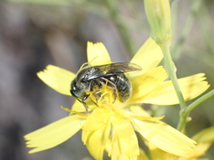 Lasioglossum viride