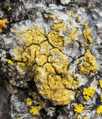 Candelariella efflorescens