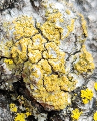 Candelariella efflorescens