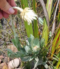 Syncarpha speciosissima