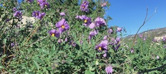 Solanum parishii