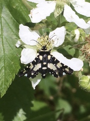 Pseudothyris sepulchralis