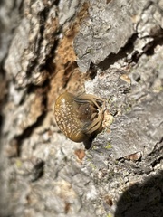 Mastophora phrynosoma