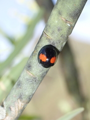 Chilocorus canariensis