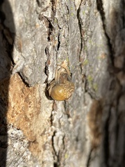 Mastophora phrynosoma