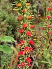 Echeveria coccinea
