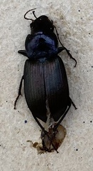 Neoaulacoryssus speciosus