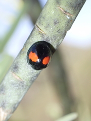 Chilocorus canariensis