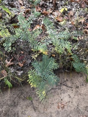 Tephrosia virginiana