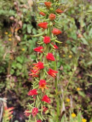 Echeveria coccinea
