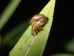 Longitarsus kleiniiperda