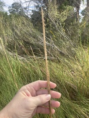 Sporobolus alterniflorus