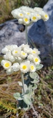 Helichrysum fruticans
