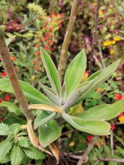 Echeveria coccinea