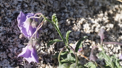 Solanum parishii