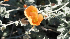 Sphaeralcea ambigua