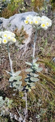 Helichrysum fruticans