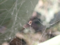 Argyrodes argyrodes