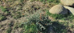 Sphaeralcea ambigua