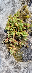 Lampranthus falciformis