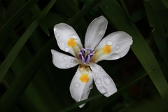 Dietes