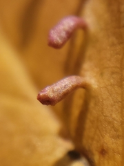 Eriophyes emarginatae