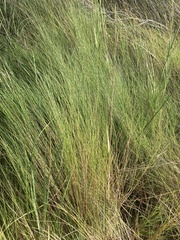 Sporobolus alterniflorus