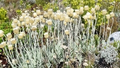 Syncarpha speciosissima