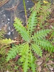 Cirsium ehrenbergii