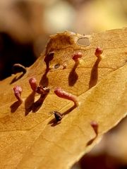 Eriophyes emarginatae