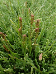 Plantago maritima