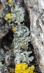 Phaeophyscia