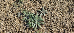 Camissoniopsis