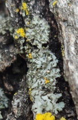Phaeophyscia