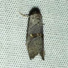 Hyperstrotia flaviguttata