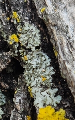 Phaeophyscia