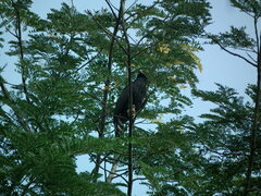 Spizaetus tyrannus