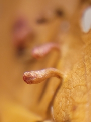 Eriophyes emarginatae