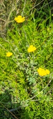 Helichrysum odoratissimum
