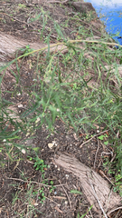 Baccharis neglecta