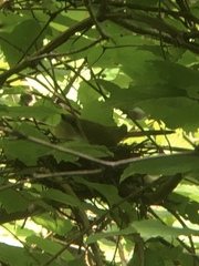Coccyzus erythropthalmus
